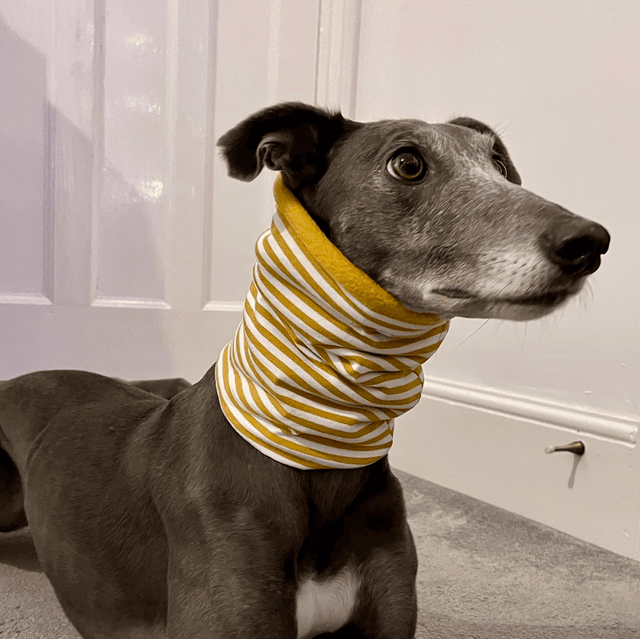 Yellow Stripe Snood